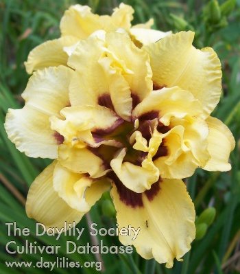 Daylily Little Castaway